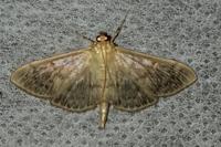 Patania ruralis