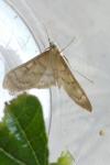 Patania ruralis