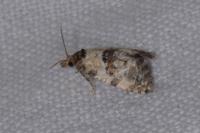 Cochylis molliculana