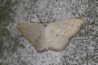 Scopula immutata
