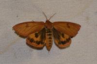 Diacrisia sannio