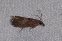 Dichrorampha acuminatana
