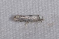 Paraswammerdamia albicapitella