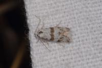 Scythropia crataegella