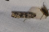Dioryctria simplicella