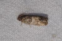 Spilonota laricana