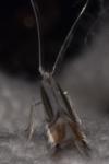 Phyllocnistis ramulicola/saligna