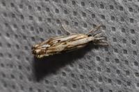 Catoptria falsella