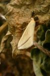 Rhodometra sacraria