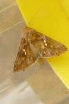 Chrysodeixis chalcites