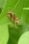 Chrysodeixis chalcites