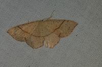 Cyclophora punctaria