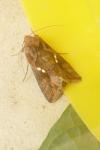 Chrysodeixis chalcites