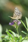 Chiasmia clathrata