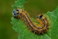 Malacosoma neustria
