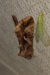 Autographa gamma