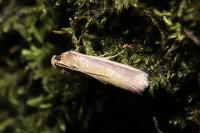 Oncocera semirubella