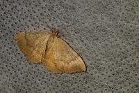 Camptogramma bilineata