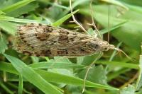 Nomophila noctuella