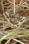 Autographa gamma