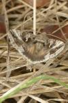 Autographa gamma