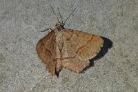 Isturgia murinaria