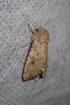 Anarta trifolii