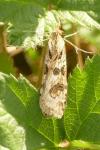 Nomophila noctuella