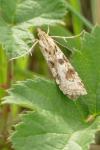 Nomophila noctuella