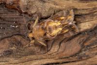Chrysodeixis chalcites