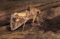 Chrysodeixis chalcites
