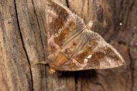 Chrysodeixis chalcites