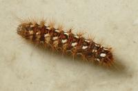 Acronicta rumicis
