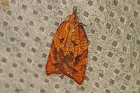 Acleris rhombana
