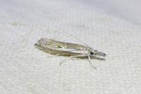 Platytes alpinella