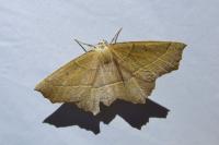 Gerinia honoraria