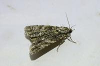 Acronicta rumicis