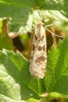 Nomophila noctuella