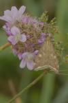 Loxostege sticticalis
