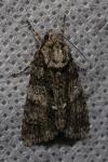 Acronicta rumicis