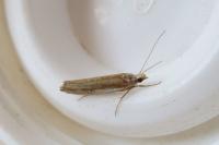 Ypsolopha parenthesella