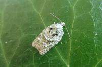 Acleris literana