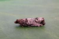 Notocelia incarnatana