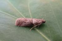 Acrobasis consociella