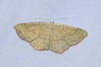 Cyclophora ruficiliaria