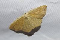 Cyclophora ruficiliaria