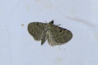 Eupithecia virgaureata