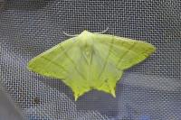 Ourapteryx sambucaria