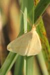 Rhodometra sacraria