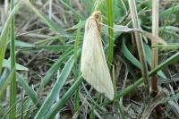 Rhodometra sacraria